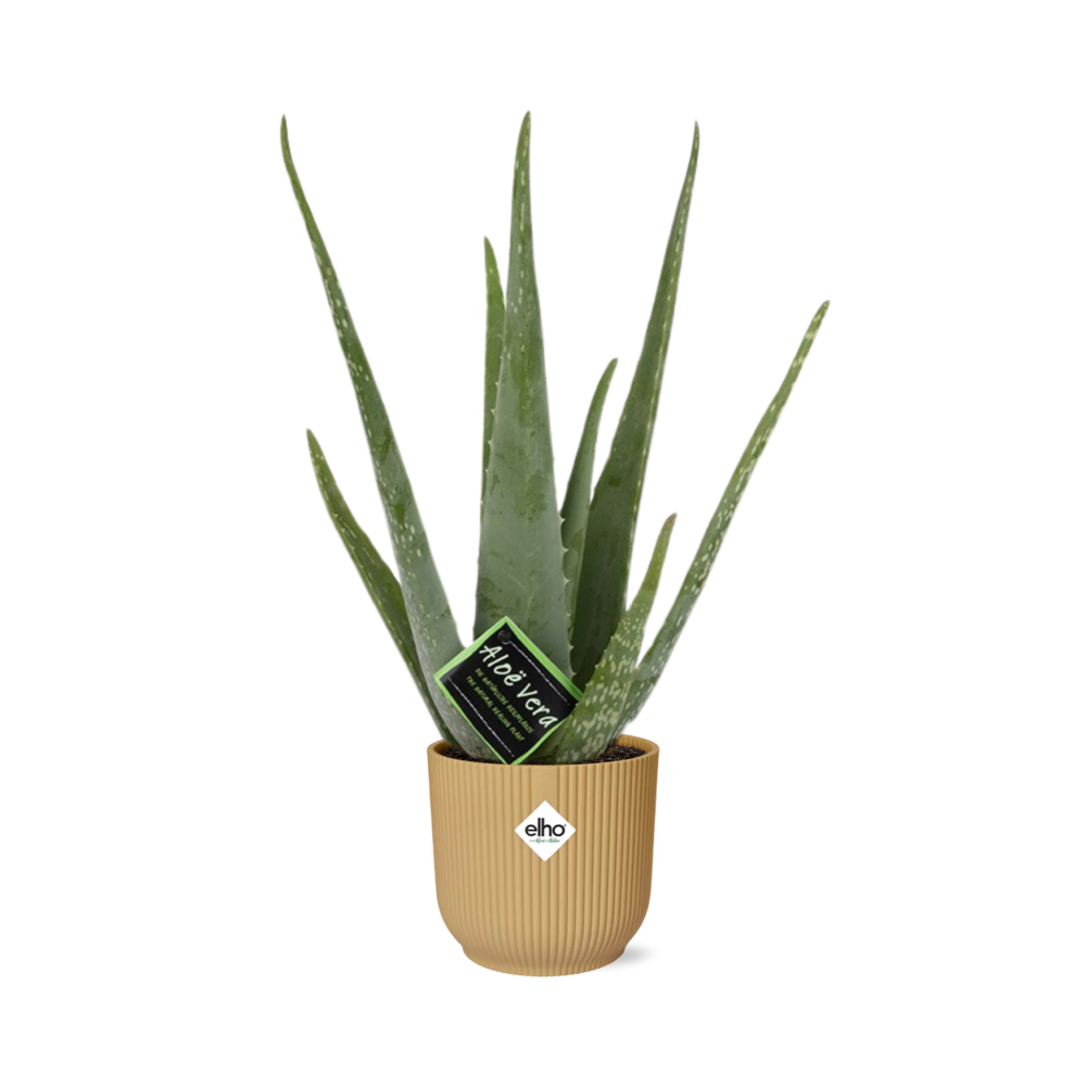 Aloe Vera 12cm in ELHO Vibes Fold 14cm gelb – 40 cm hoch