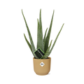 Aloe Vera 12cm in ELHO Vibes Fold 14cm gelb – 40 cm hoch