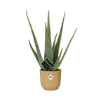 Aloe Vera 12cm in ELHO Vibes Fold 14cm gelb – 40 cm hoch
