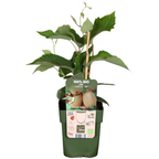Kiwi-Pflanze (Actinidia) bio – 3 Pflanzen, Ø 13 cm, 20 cm hoch