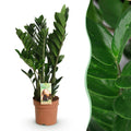 Zamioculcas (ZZ-Pflanze) – Ø 17 cm, 65–75 cm hoch