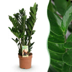 Zamioculcas (ZZ-Pflanze) – Ø 17 cm, 65–75 cm hoch