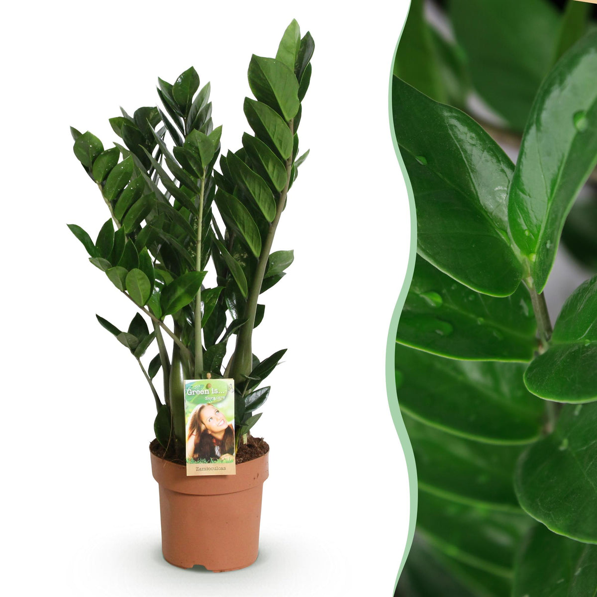 Zamioculcas (zz-plant) – Ø17 cm, 65–75 cm hoog