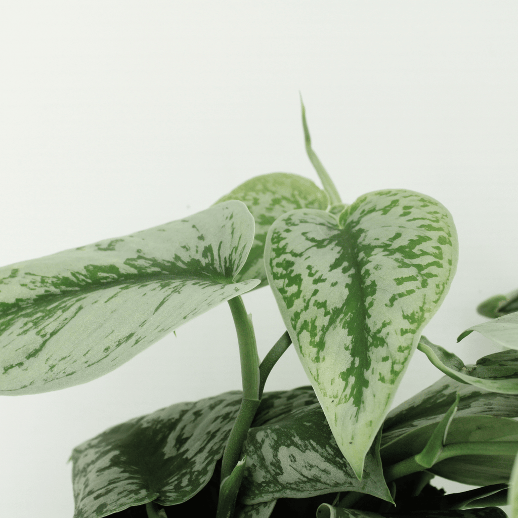 2× Scindapsus pictus Trebie (Epipremnum) – Ø15 cm, 25 cm høj