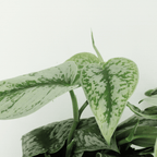 2× Scindapsus pictus Trebie (Epipremnum) – Ø15 cm, 25 cm høj