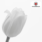 Tulp 'Catherina' – 20 bloembollen (bolmaat 11/12)