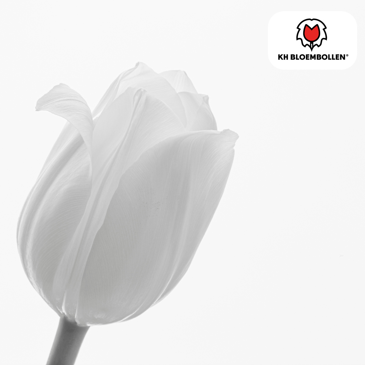 Tulp 'Catherina' – 20 bloembollen (bolmaat 11/12)