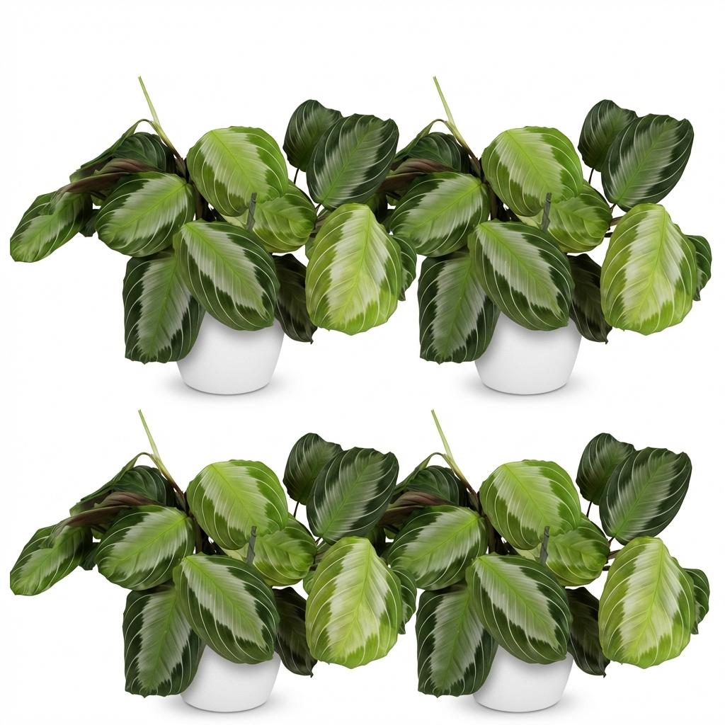 4× Maranta Fascinator Silverband (prayer plant) in white Potter decorative pot – Ø12 cm, 25 cm high – photo 2