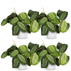 4× Maranta Fascinator Silverband (prayer plant) in white Potter decorative pot – Ø12 cm, 25 cm high