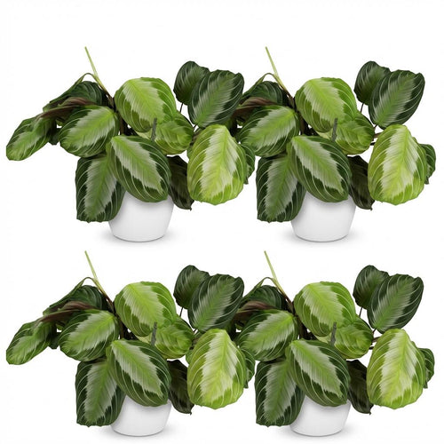 4× Maranta Fascinator Silverband (Gebetsstaude) im weißen Übertopf – Ø 12 cm, 25 cm hoch