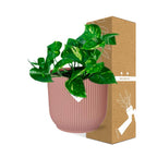 Epipremnum Pinnatum ‘Aureum’ en ELHO Vibes Fold 14 cm rose (scindapsus) – 20 cm de haut