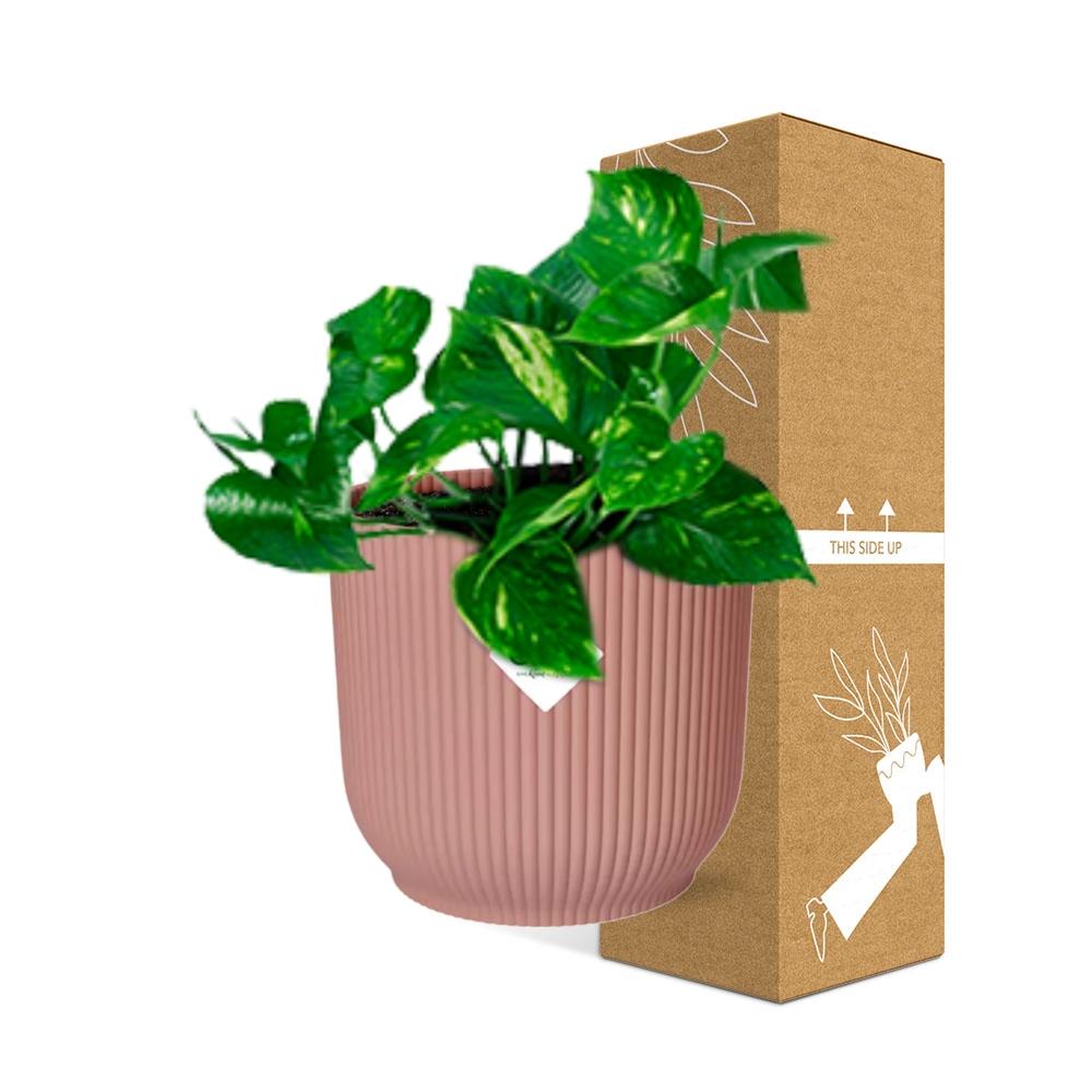 Epipremnum Pinnatum ‘Aureum’ i ELHO Vibes Fold 14 cm pink (scindapsus) – 20 cm høj