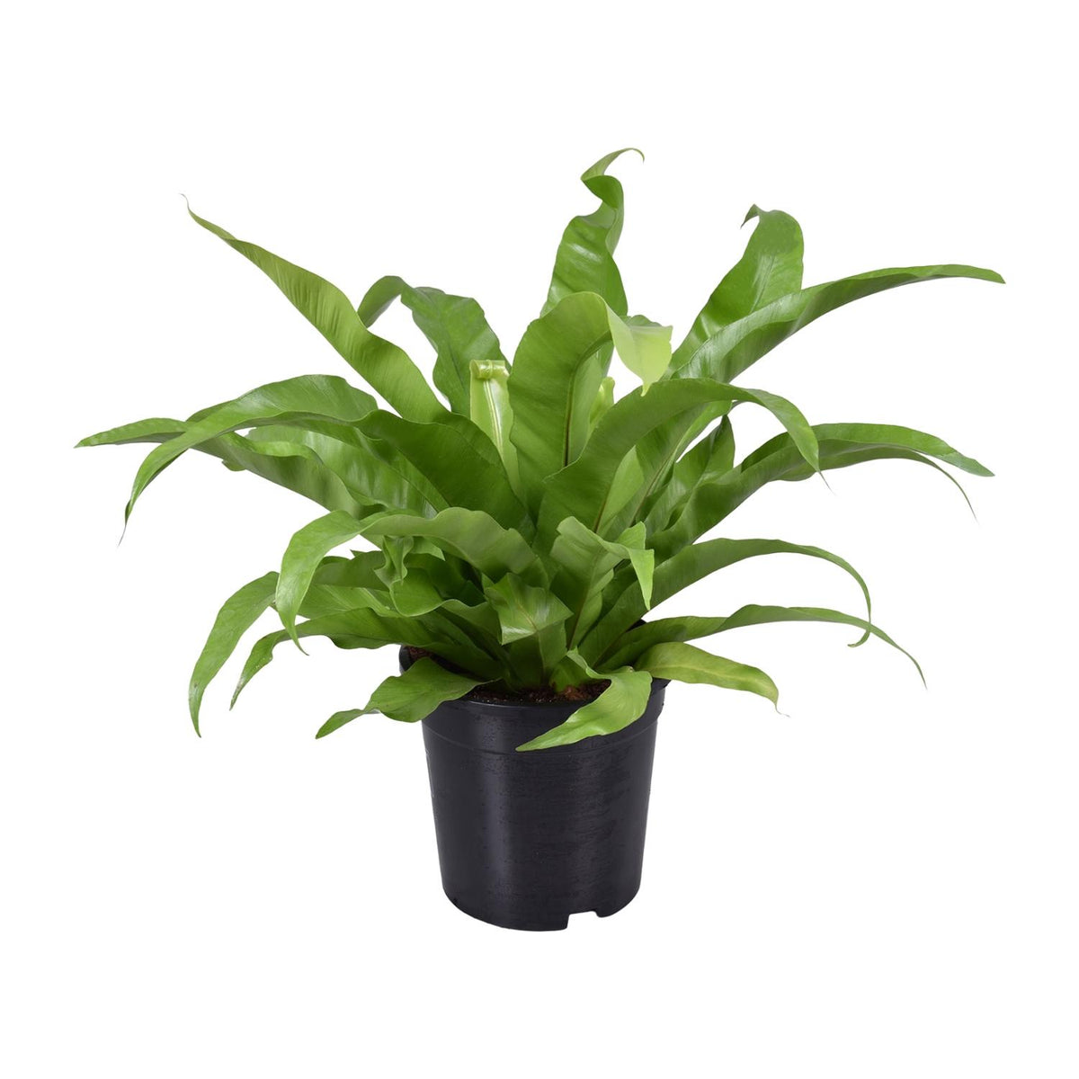 Asplenium Antiquum (vogelnestvaren) – Ø17 cm, 45 cm hoog