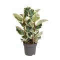 Ficus elastica Tineke (gummitræ) – Ø27 cm, 100 cm høj