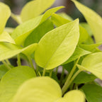 Epipremnum Champs Élysées (scindapsus) – Ø12 cm, 25 cm de haut