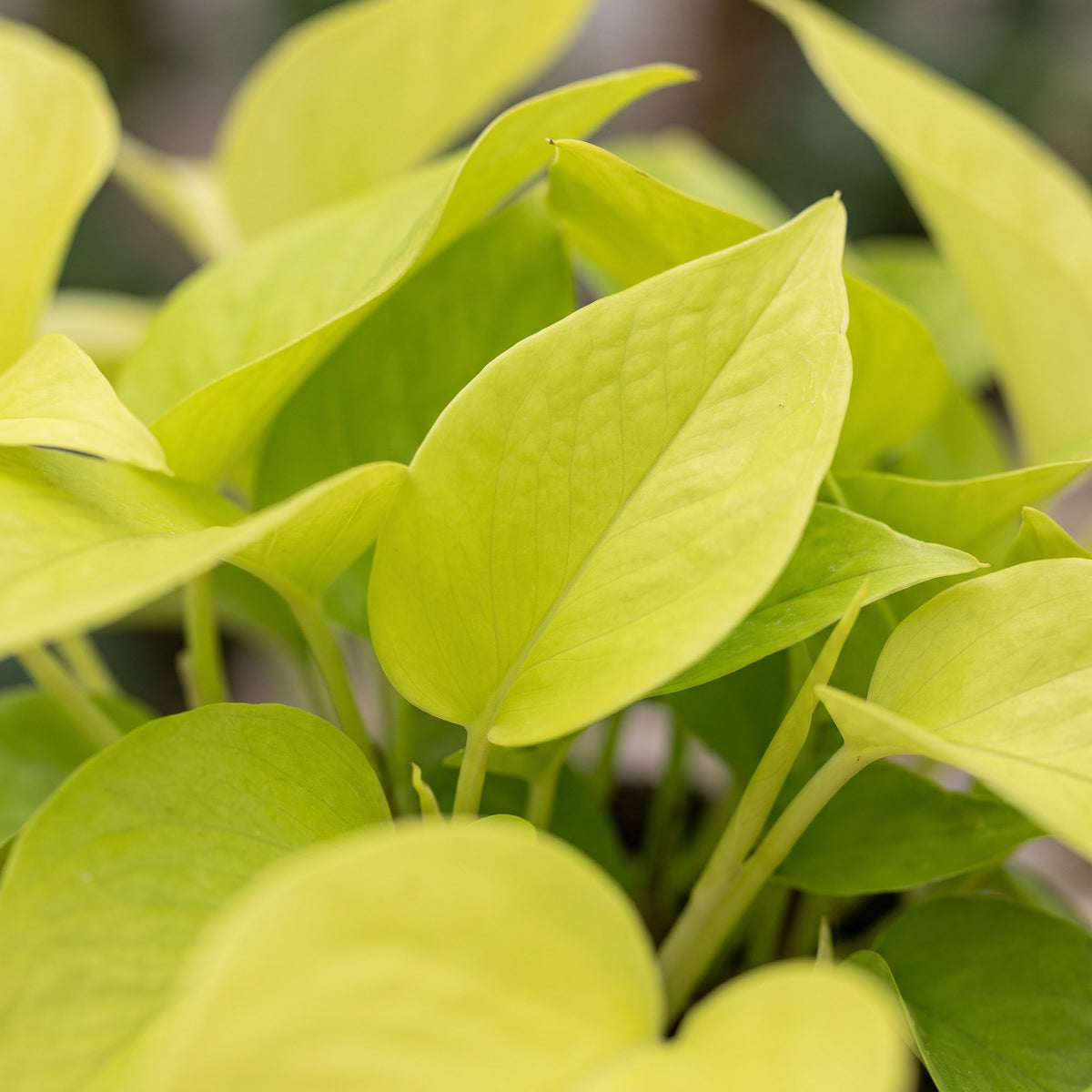 Epipremnum Champs Élysées (scindapsus) – Ø12 cm, 25 cm høj