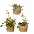 3× Baby Peperomia Mix incl. Linnea Honey – Ø6 cm, 5–15 cm hoog