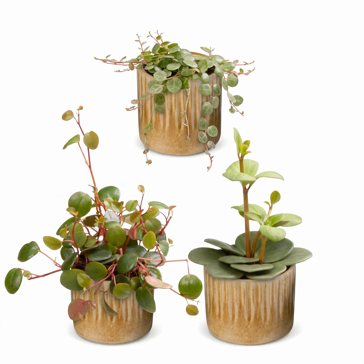 3× Baby Peperomia Mix incl. Linnea Honey – Ø6 cm, 5–15 cm hoog – foto 2