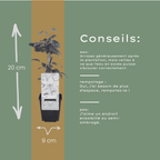 Clématite 'Hagley Hybrid' (grimpante) – 6 plants