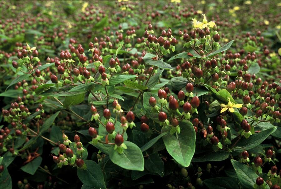 Hypericum inodorum 'Rheingold' (hjortemønje) – 48 planter, Ø9 cm, 10–25 cm høje – billede 7