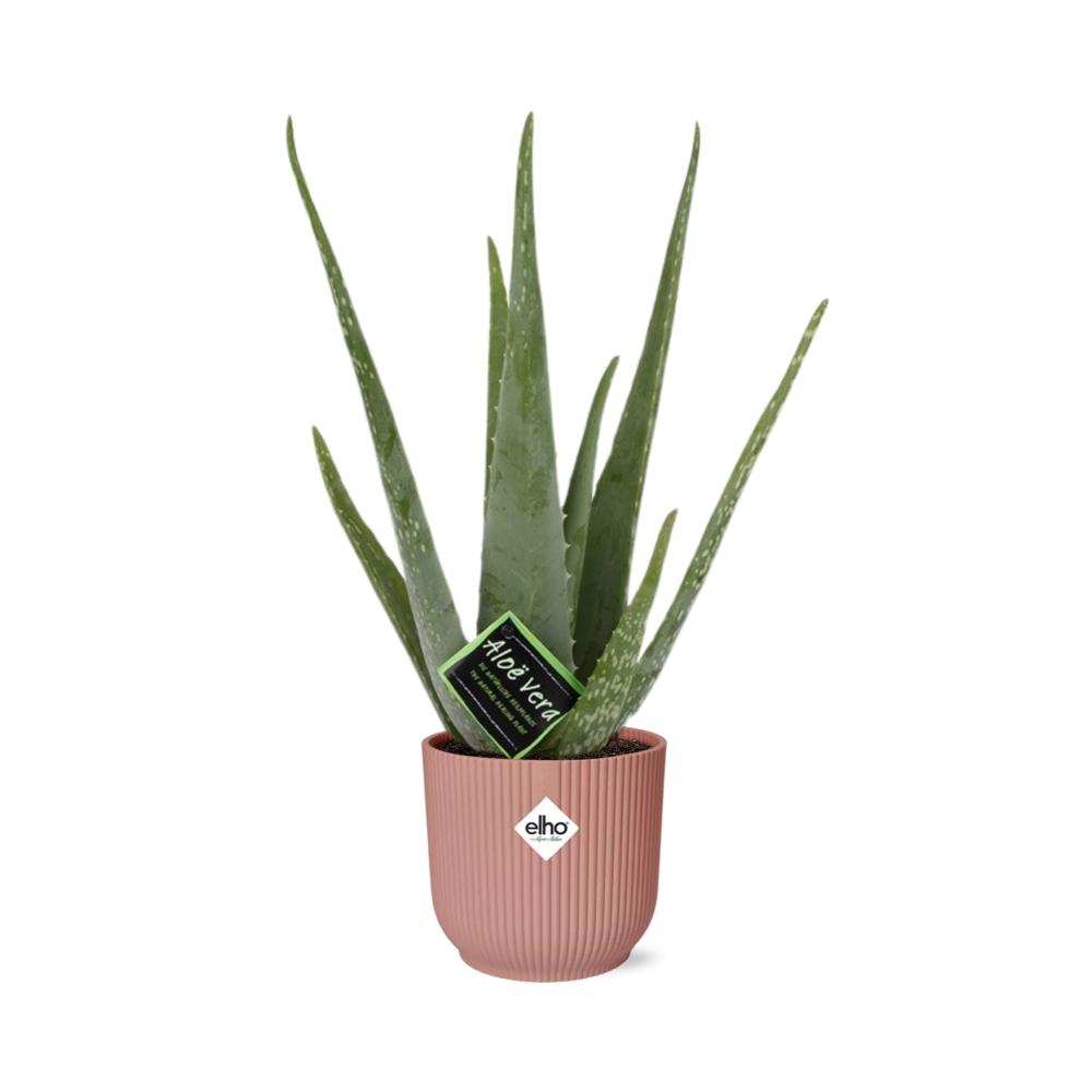 Aloe Vera 12cm in ELHO Vibes Fold 14cm roze – 40 cm hoog
