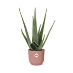 Aloe Vera 12cm in ELHO Vibes Fold 14cm roze – 40 cm hoog