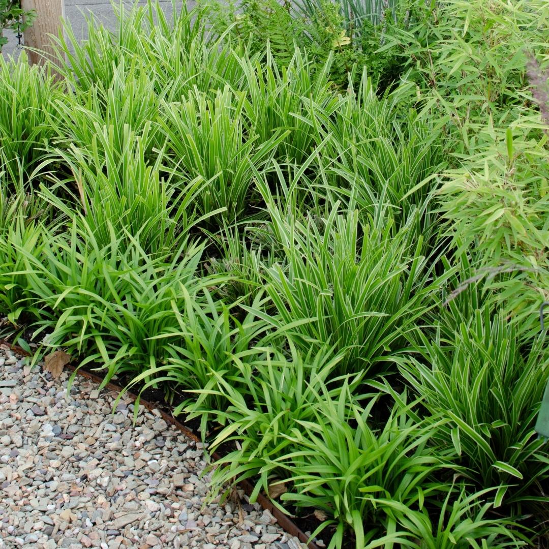Carex morrowi 'Ice Dance' (Segge) – 6 Pflanzen, Ø14 cm, 25 cm hoch – Bild 3