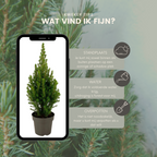 Picea glauca 'Perfecta' (mini Christmas tree) – 2 plants, 40 cm tall