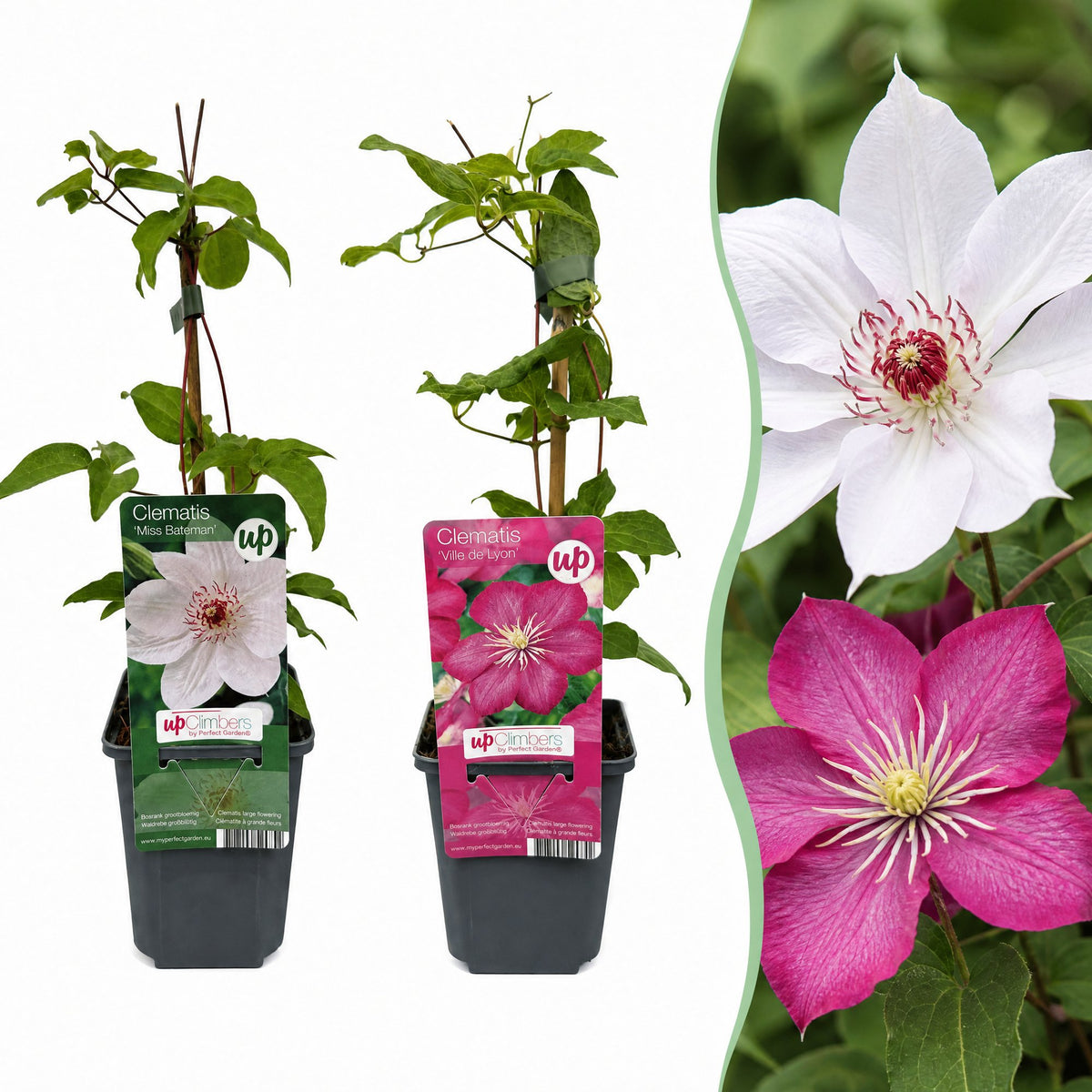 Clematis 'Duo Pink & White' (bosrank) – wit-roze – 6 planten, Ø9 cm, 35 cm hoog