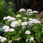 Hydrangea 'Endless Summer The Bride' (Hortensie) – weiß – Ø 14 cm, 20–25 cm hoch