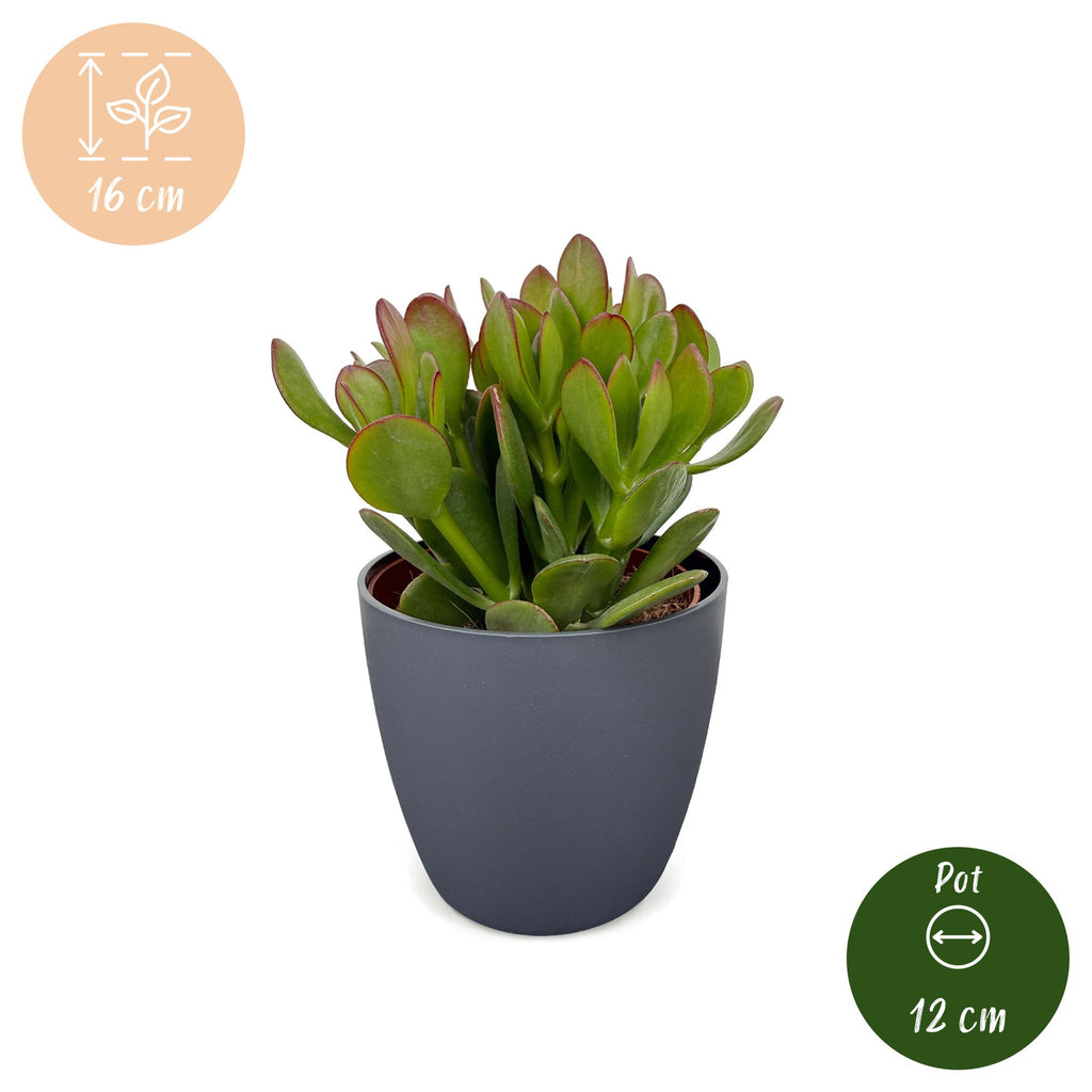 2× Crassula ovata (jadeplante) i grå potte – Ø12 cm, 16 cm høj