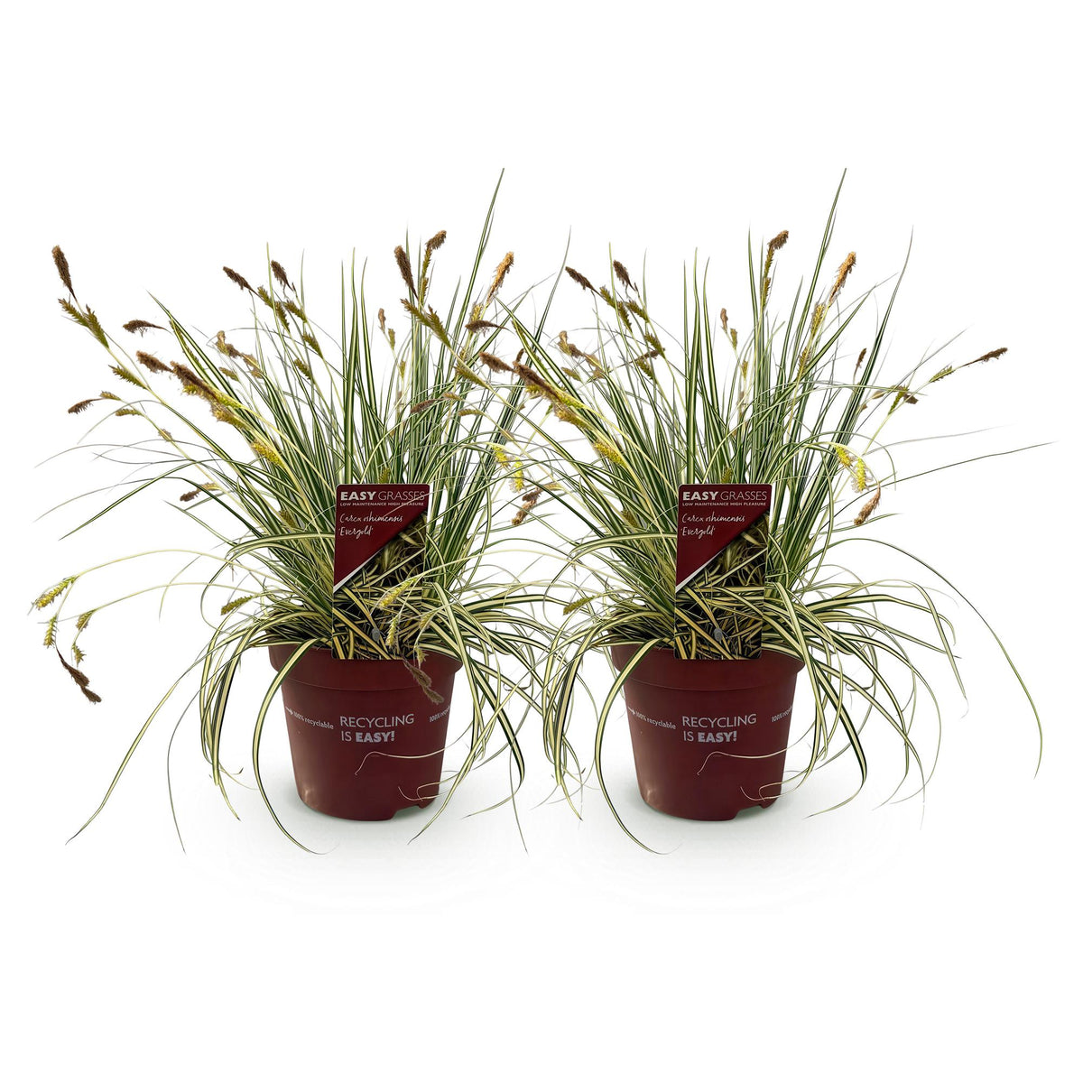 Carex oshimensis 'Evergold' (zegge) – 2 planten, Ø17 cm, 50 cm hoog