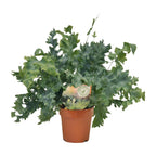 Phlebodium Davana (blåbregne) – Ø12 cm, 35 cm høj – art. 9921
