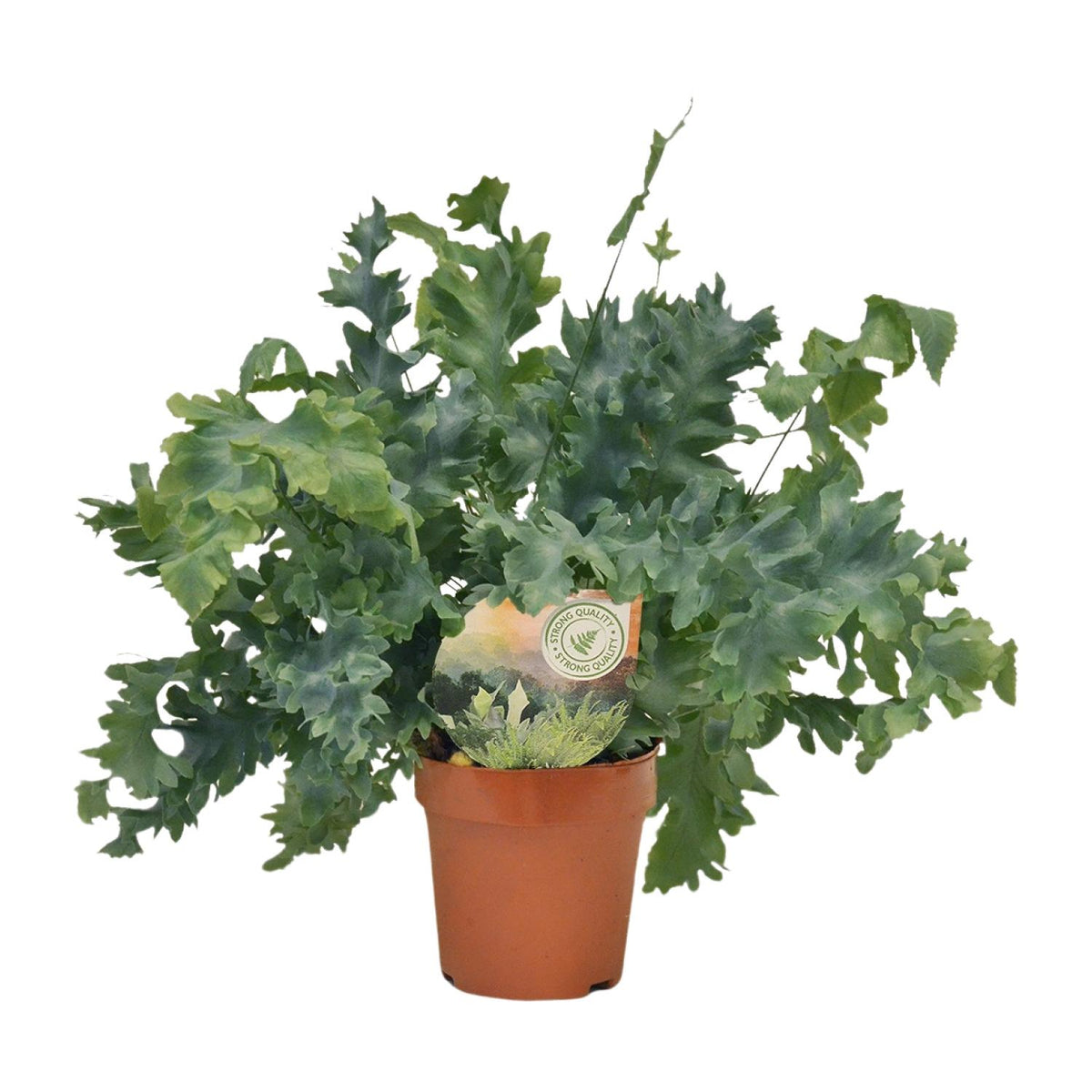 Phlebodium Davana (blåbregne) – Ø12 cm, 35 cm høj – art. 9921