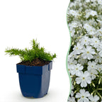 Phlox 'Maischnee' (Leitkraut) – weiß – Ø11 cm, 15–25 cm hoch