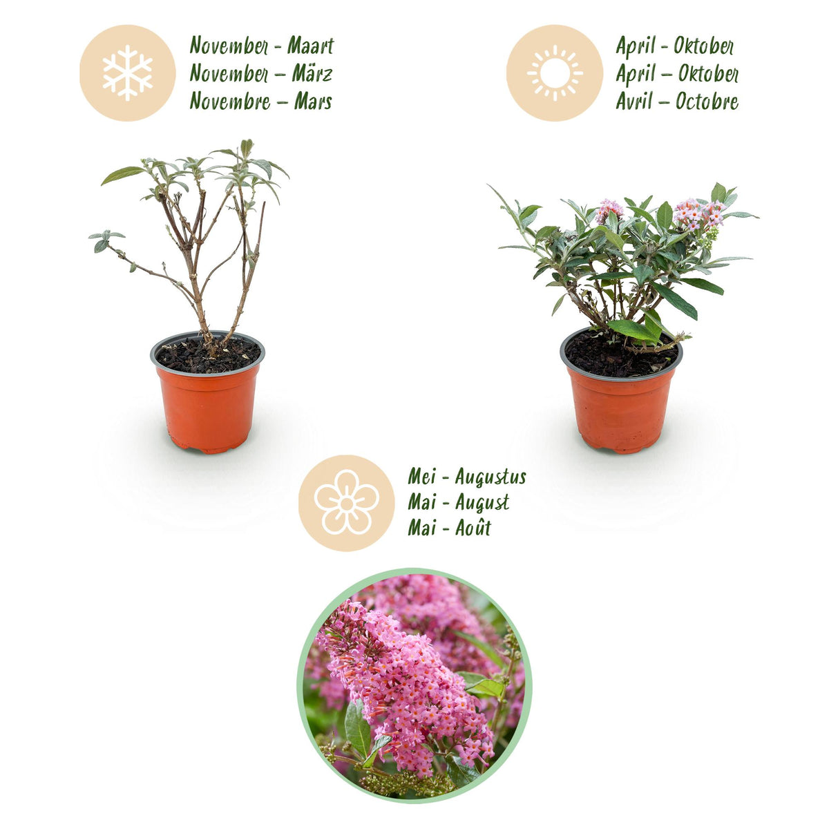 Buddleja davidii 'Butterfly Candy Little Pink' (vlinderstruik) – roze – 3 planten, Ø12 cm, 20–25 cm hoog