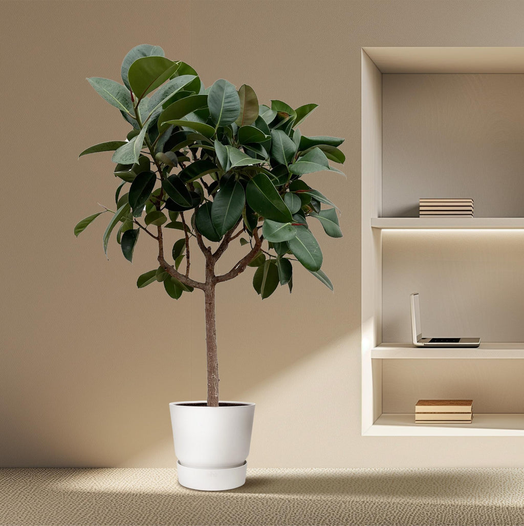 Ficus elastica Robusta sur tige (plante caoutchouc) – Ø35 cm, 170 cm de haut