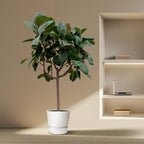 Ficus elastica Robusta sur tige (plante caoutchouc) – Ø35 cm, 170 cm de haut