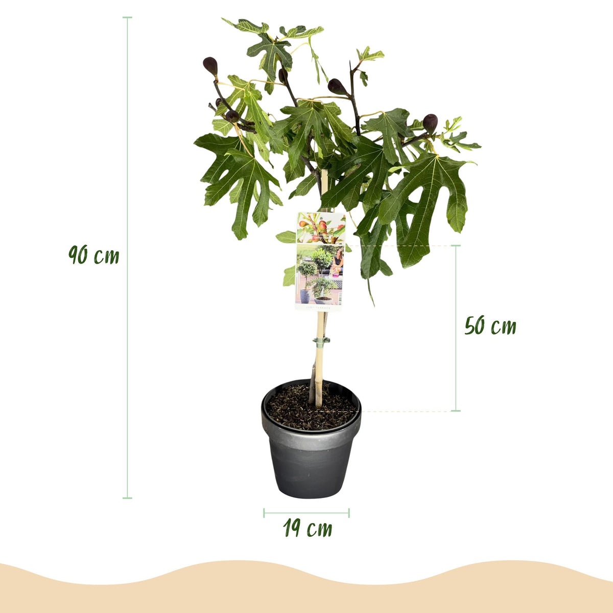 Ficus carica 'Little Miss Figgy' (figen) på stamme – Ø19 cm, 90 cm høj – billede 3
