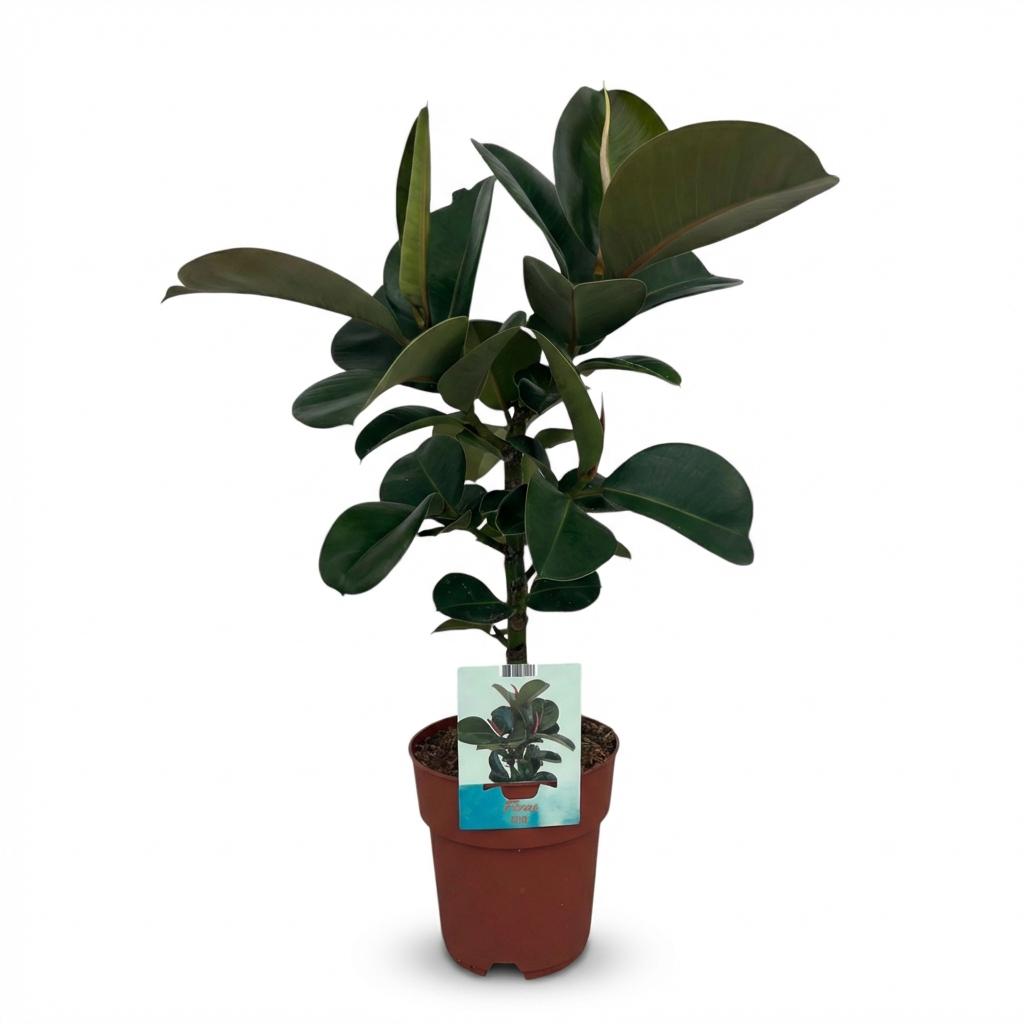 Ficus elastica Cloe (plante caoutchouc) – Ø19 cm, 65 cm de haut