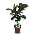 Ficus elastica Cloe (plante caoutchouc) – Ø19 cm, 65 cm de haut