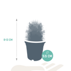 5× Cactus mix (Cactaceae) sans pot décoratif – Ø6 cm, 13 cm de haut