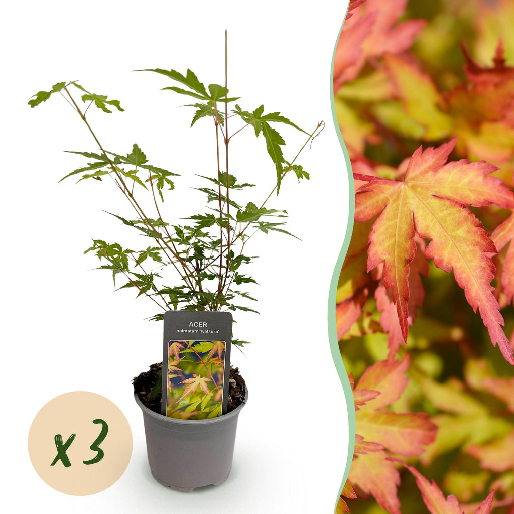 Acer palmatum 'Sangokaku' (Japanese maple) – 3 plants, Ø12 cm, 35 cm high