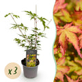 Acer palmatum 'Sangokaku' (Japanese maple) – 3 plants, Ø12 cm, 35 cm high