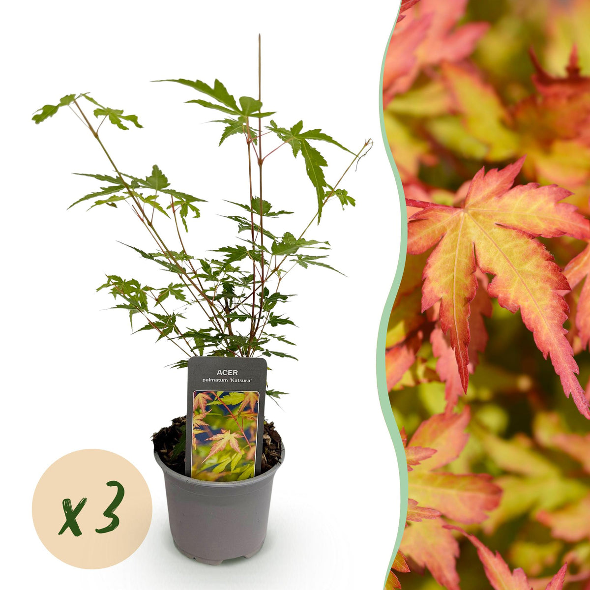 Acer palmatum 'Sangokaku' (Japanese maple) – 3 plants, Ø12 cm, 35 cm high