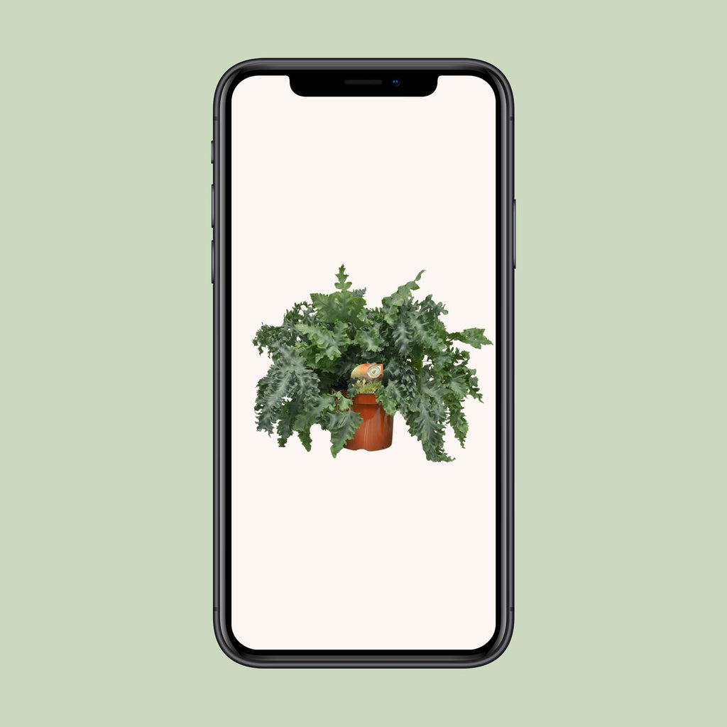 Phlebodium Davana (blåbregne) – Ø26 cm, 60 cm høj