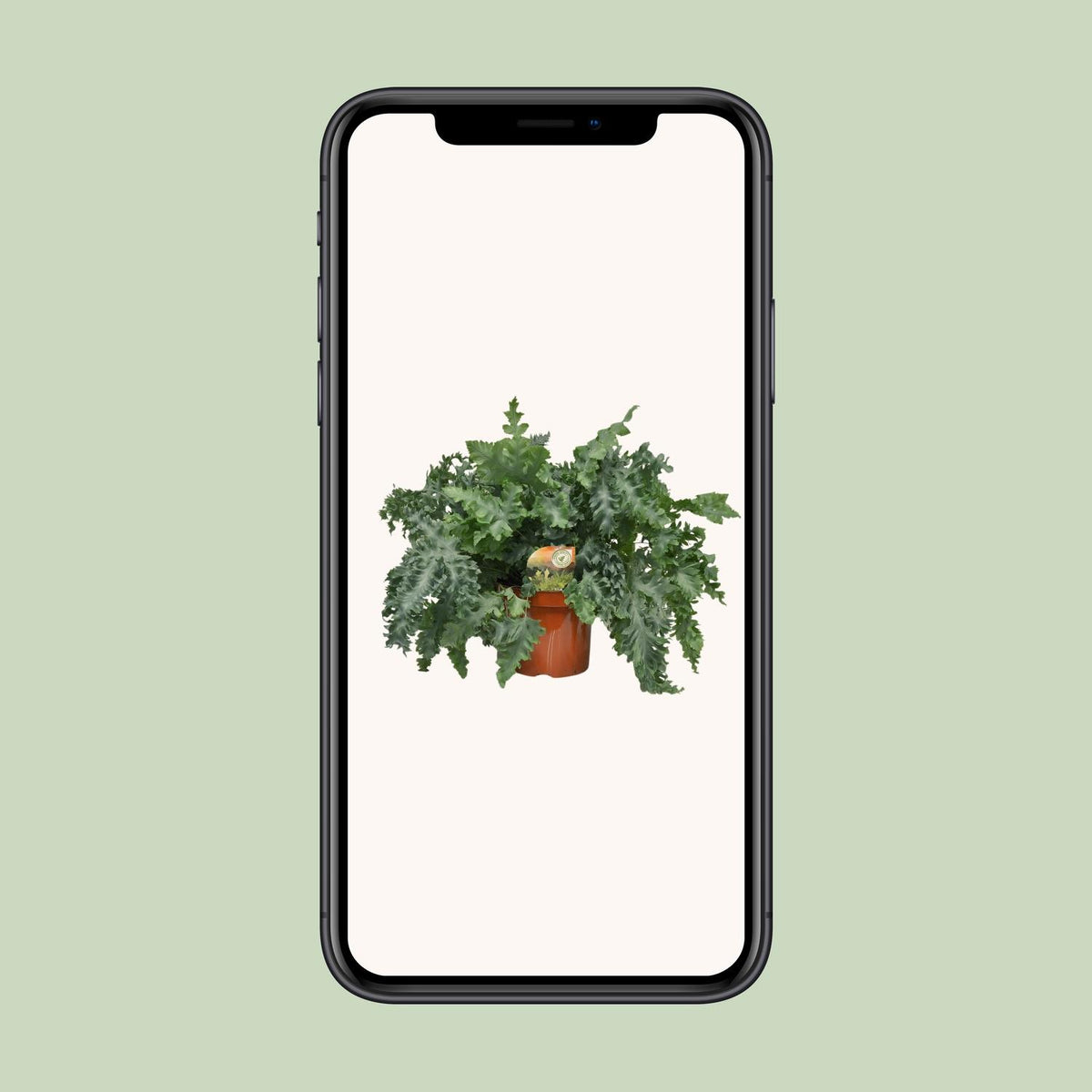Phlebodium Davana (blåbregne) – Ø26 cm, 60 cm høj