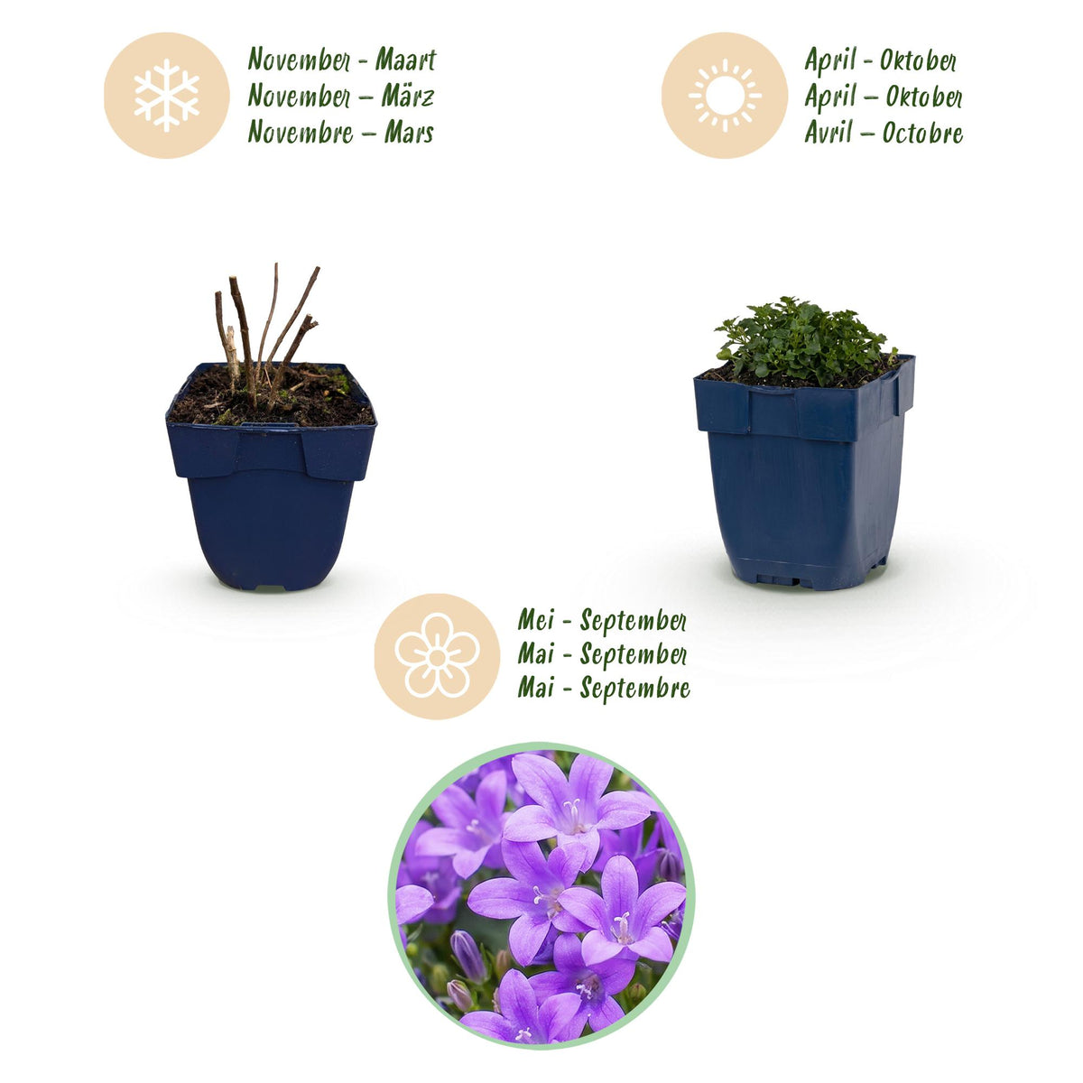 Campanula portenschlagiana (perzikbladklokje) – roze – 12 planten, Ø11 cm, 15–25 cm hoog