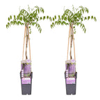 Wisteria floribunda 'Naga Noda' (Japanese wisteria) – 2 plants, Ø15 cm, 65 cm high
