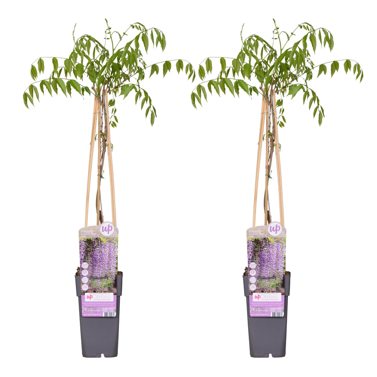 Wisteria floribunda 'Naga Noda' (Japanese wisteria) – 2 plants, Ø15 cm, 65 cm high